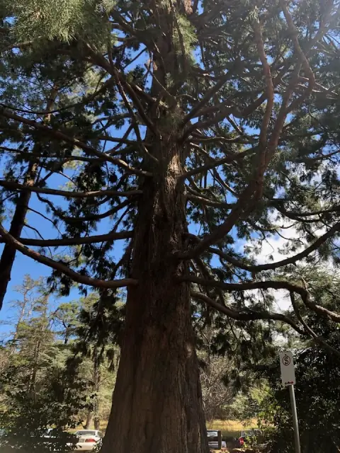 Simply Tree Solutions