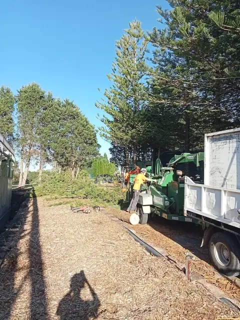 Skinnys Tree Solutions