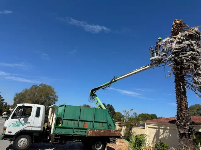 Slims Tree Lopping