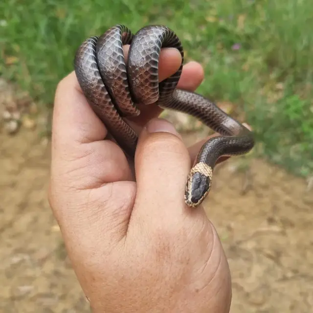 Snake Catcher Ipswich cover