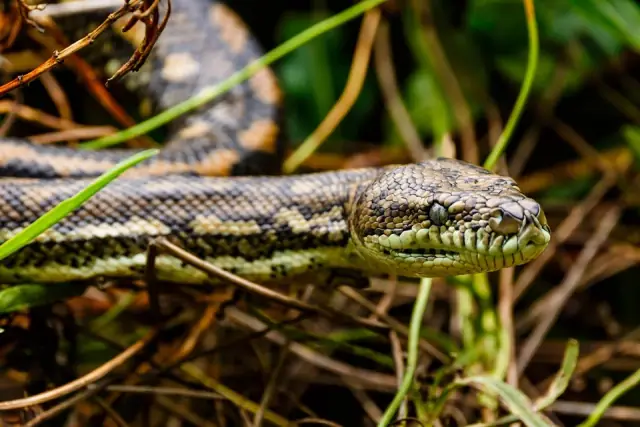 Snake Catcher Ipswich