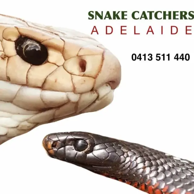Snake Catchers Adelaide cover