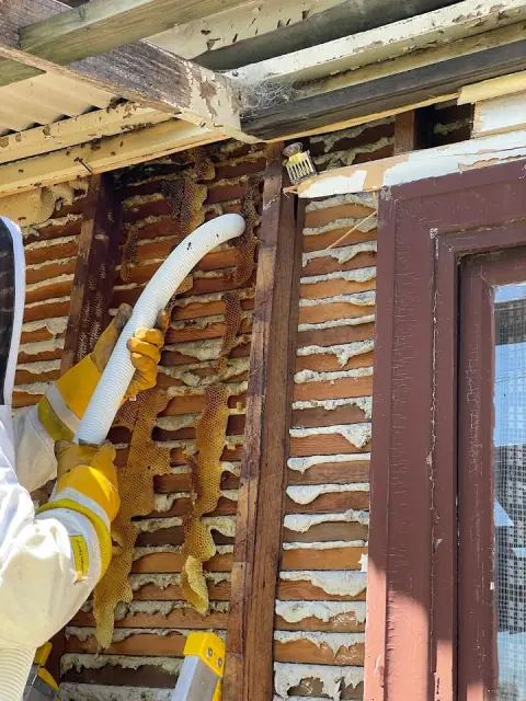 Southern Cross Bees cover