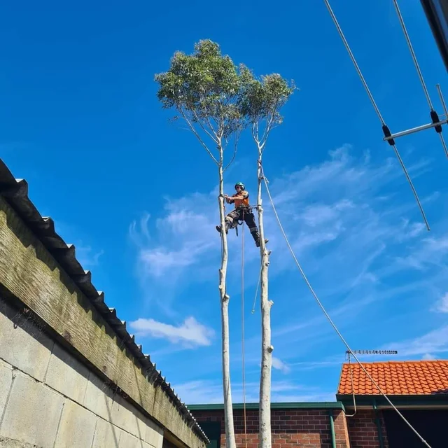 Spider Monkey Tree Worx cover