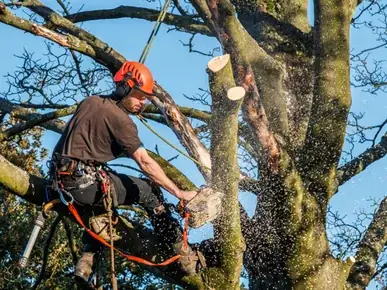 St George Tree Services