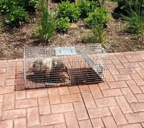 Star Pest And Possum Control cover