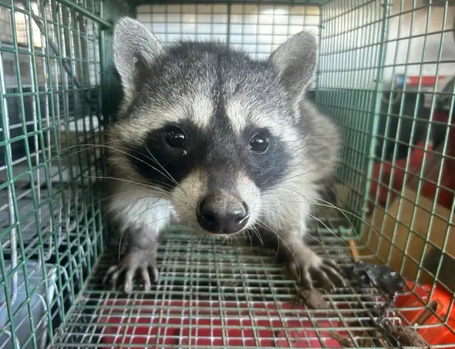 Star Pest And Possum Control