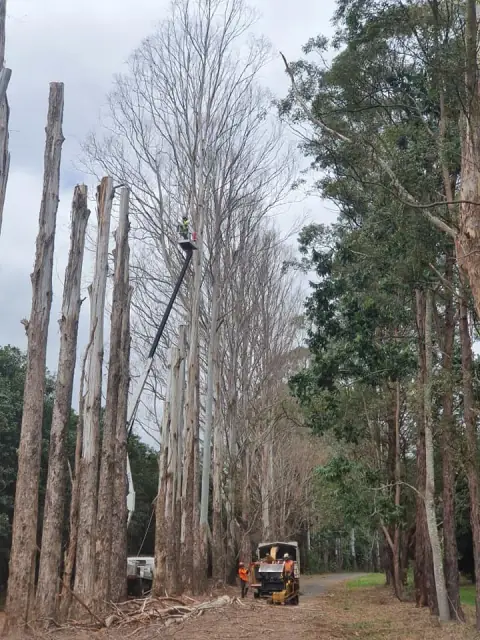 Steve Cubis Tree Services cover