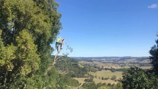 Steve Cubis Tree Services
