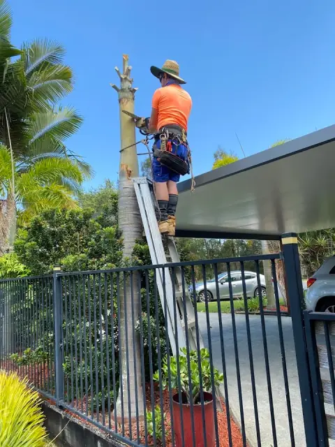 Steve's Tree and Palm Services cover