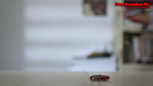 Stop Bugging Me Pest Control cover