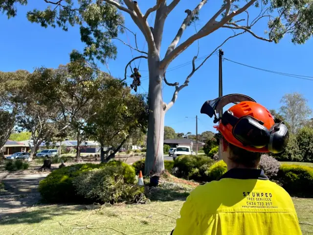 Stumped Tree Services cover