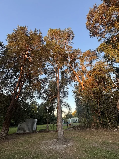 Summit Tree Services cover
