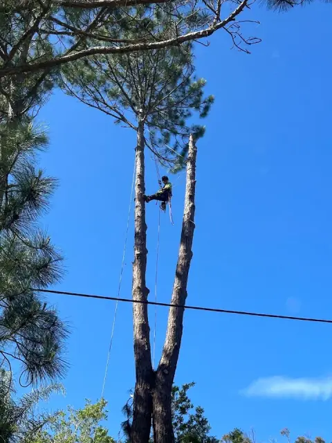 Summit Tree Services