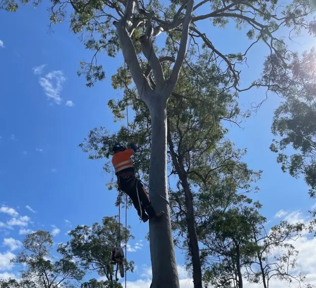 Sunshine Coast Tree Services