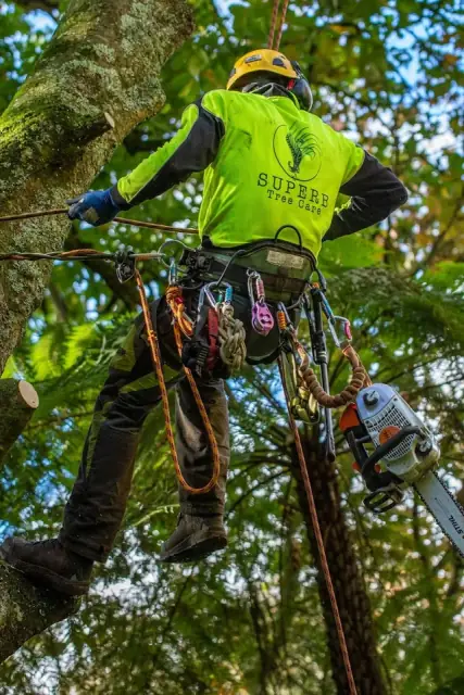 Superb Tree Care