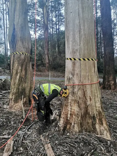 Superb Tree Care