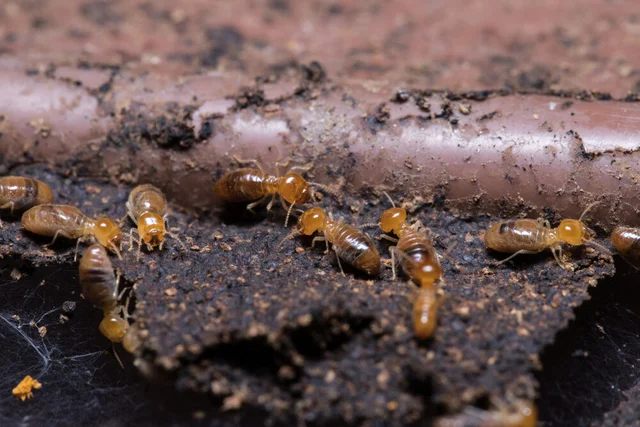 Surekil Pest Control cover