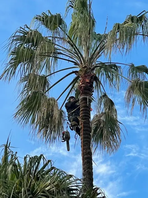 Sydney Arborist