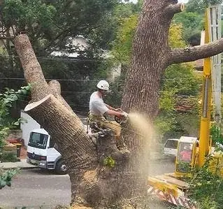 Sydney Tree Solutions cover