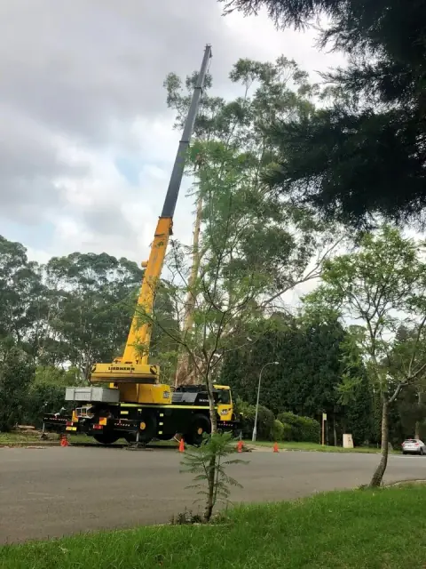 Sydney Tree & Stump