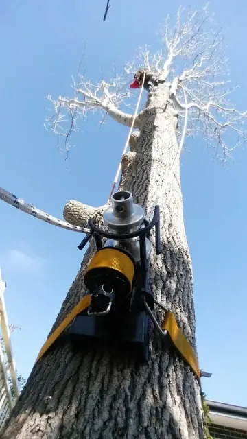 Sydney Tree Works