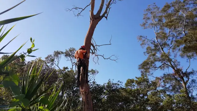 Sydney Tree Works cover