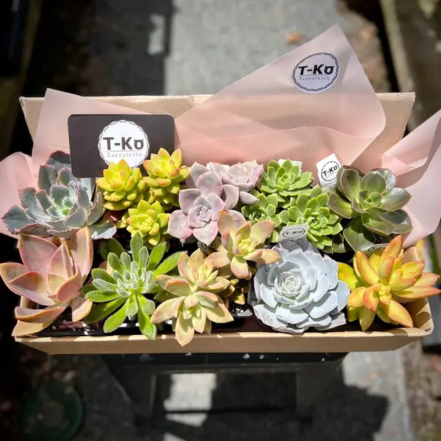 T-Ko Succulents