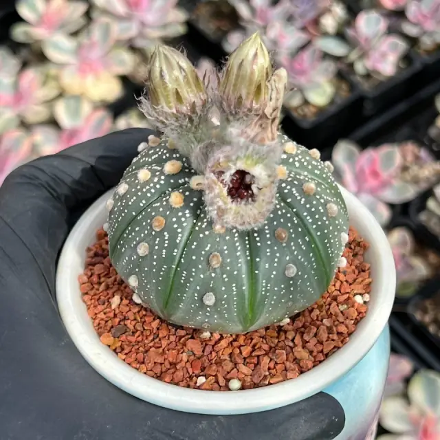 T-Ko Succulents cover