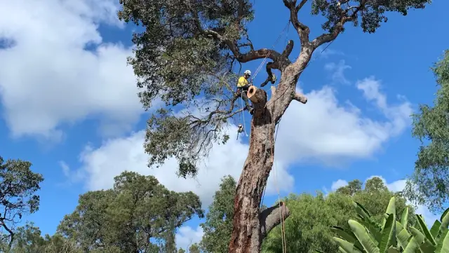 Taff’s Trees