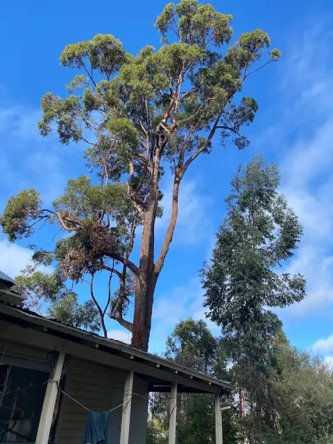Taff’s Trees cover