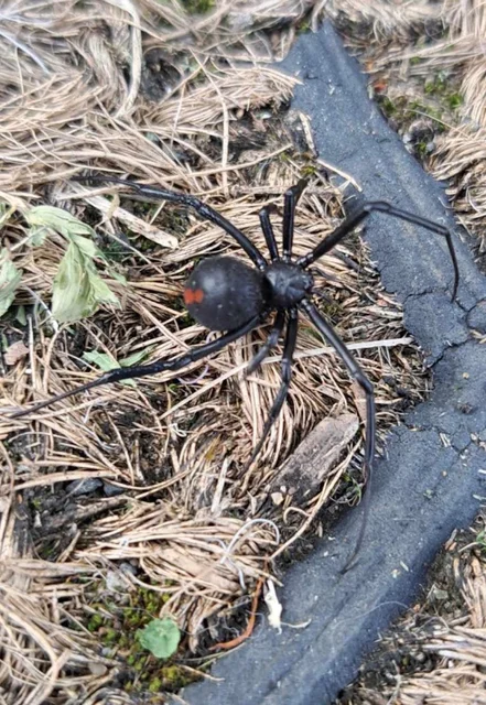 Target Pest Control cover