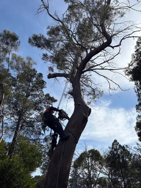 Tasmanian Arbor Care
