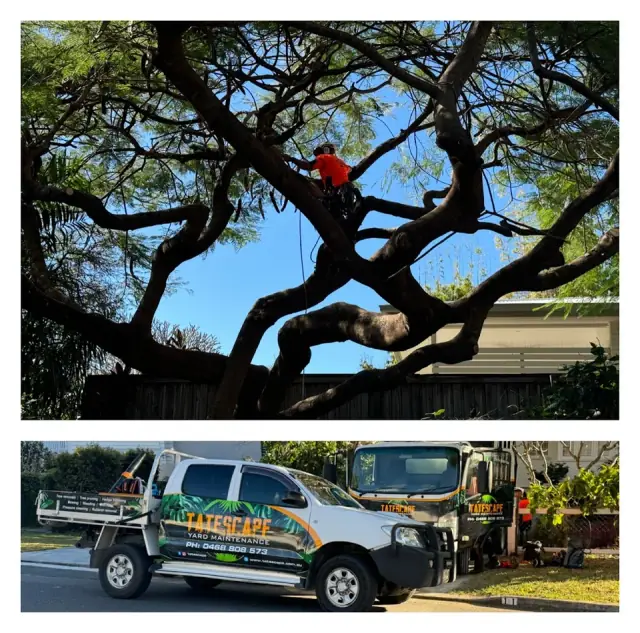 Tatescape Yard Maintenance