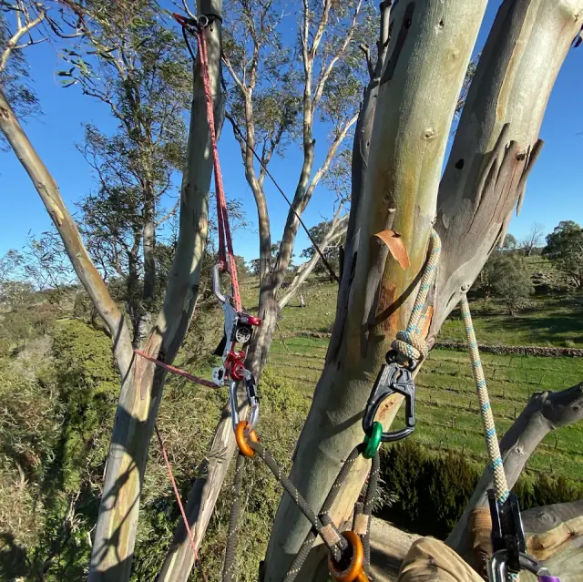 Templeton Trees cover