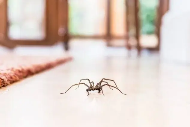 Term-A-Pest cover