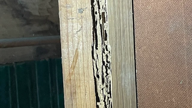 Termite Solutions Melbourne
