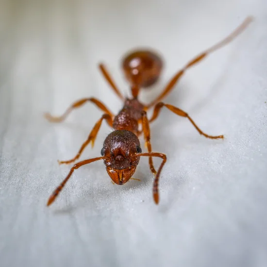 Termites Gone cover