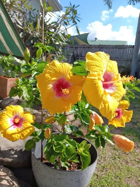 The Flower Lady Gardens and irrigation services