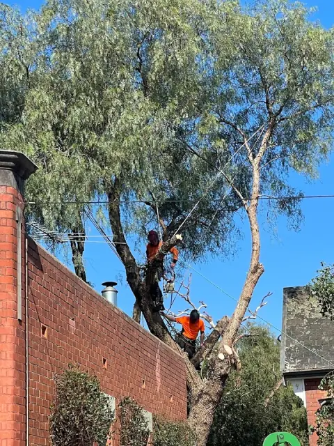 The Higher Climber Tree Services cover