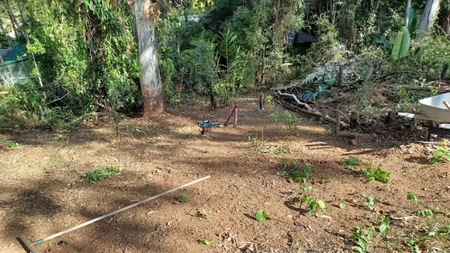 The mower goat
