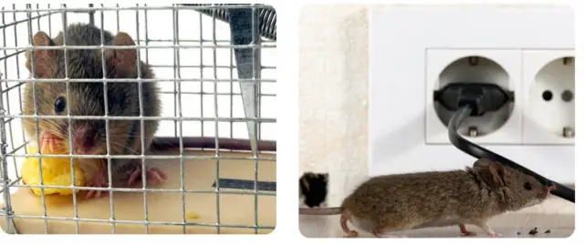 The Pest Guard cover