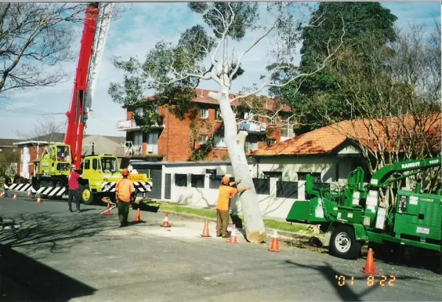 The Stump Guy Tree Care