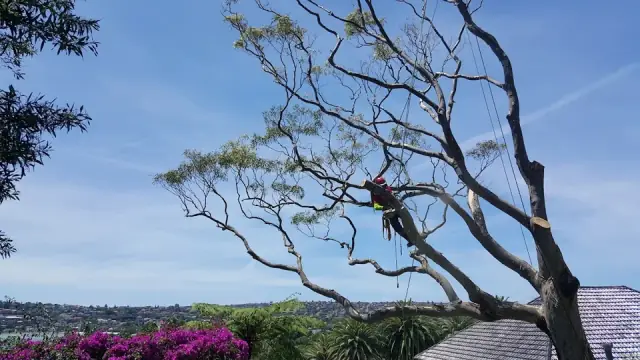 The Tree Fellas PTY Ltd.