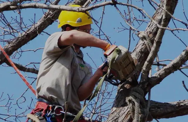 The Tree Service Maitland