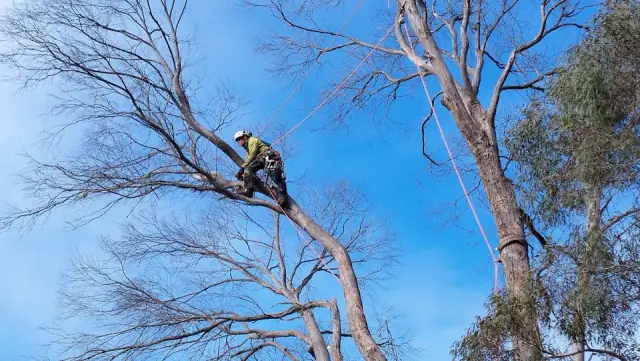 The Tree Surgeon Professionals Pty Ltd