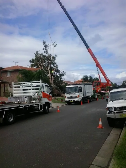Tidy Tree Work