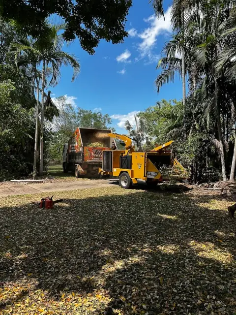 Tiger Trees NT cover