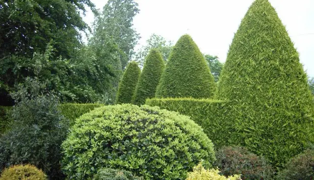 Tiley's Tree Services cover