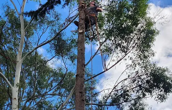 Timbercore cover